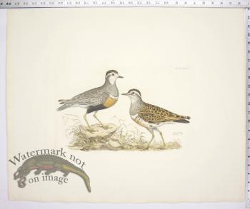 Common Dottrel; Male-Summer Plumage; Female-Winter